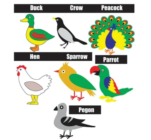 Kids Learning Educational Foam Wall Birds Animal