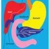 Kids Learning Educational Foam Wall Liver,Stomach