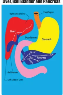 Kids Learning Educational Foam Wall Liver,Stomach