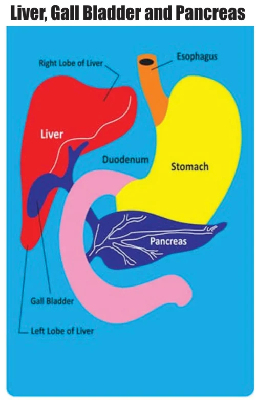 Kids Learning Educational Foam Wall Liver,Stomach