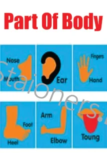 Kids Learning Educational Foam Wall Parts of Body